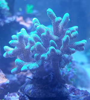 XXL Seriatopora caliendrum grün WYSIWYG