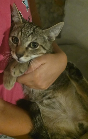 4 freche aber liebe Katzenbabys suchen dringend ein zu Hausee