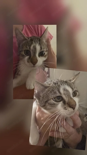 2 freche aber liebe Katzenbabys suchen dringend ein zu Hausee