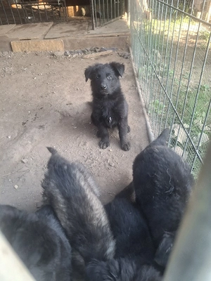 Deutsche Langstockhaar Schäferhundewelpen abzugeben