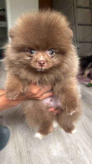 Welpen POM