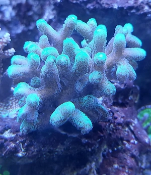 XXL Seriatopora caliendrum grün WYSIWYG