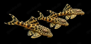 L75 Leopard Trugschilderwels Ancistomus sabaji