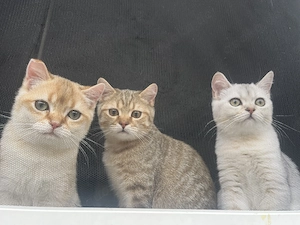 BKH Kitten Golden Stammbaum ABHOLBEREIT Geimpft 