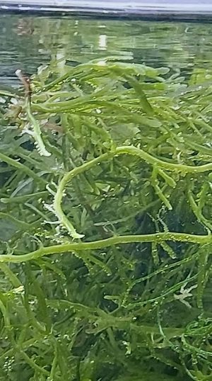Caulerpa - Kriechsprossalge vermutlich oligophylla