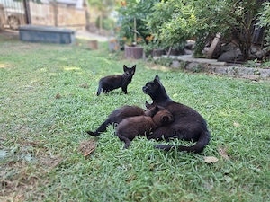 Katzenbabys Kitten Kätzchen