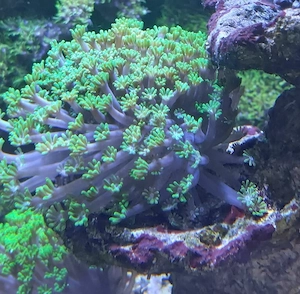 Alveopora green Margeritenkoralle