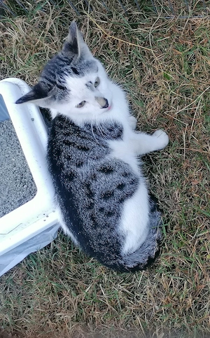 Süßes Aprilkitten 