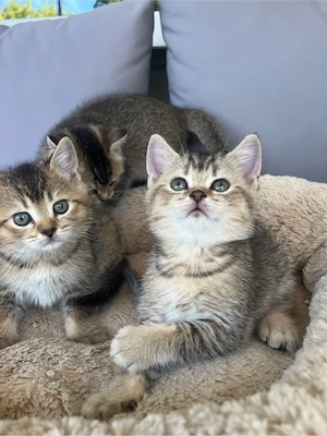 BKH Kitten