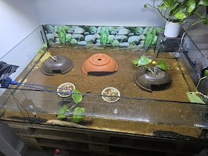 Axolotel mit Aquarium, Licht und Filter