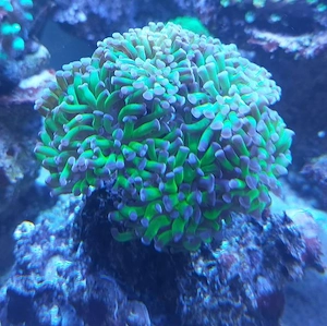 Euphyllia paraancora grün   lila