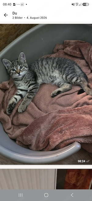 Kartäuser mix  katzenbabys