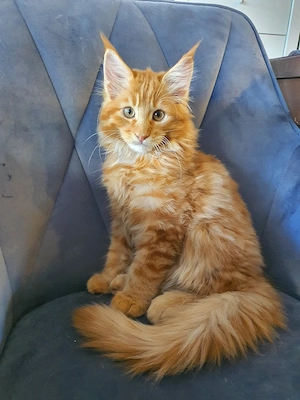 Maine Coon Kitten