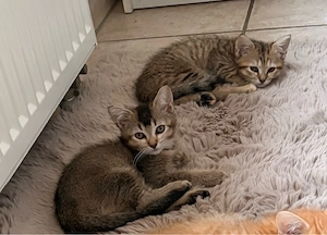 BKH Mix Kitten