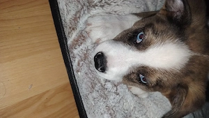 Husky australischer shepherd Mix 9 Wochen alt 