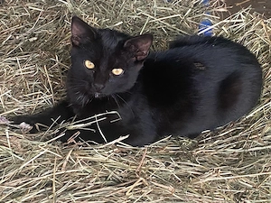 schwarzer Kater