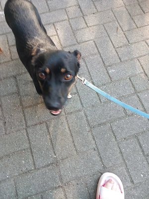 Ronja - Kleine Hündin mit großem Herz sucht ihr Zuhause