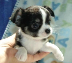 Chihuahua Welpe (Hündin, 12 Wochen) geimpft & gesund abzugeben