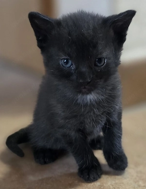 Kitten (Hauskatze)