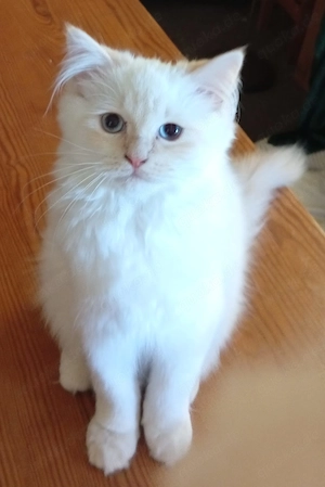 Der letzte Kater sucht noch