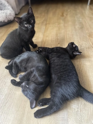 Bkh Mix Kitten ab Sofort Abzugeben 