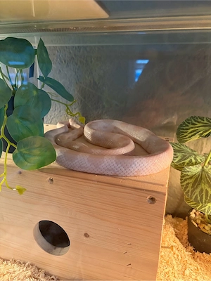 kornnattern mit terrarium 