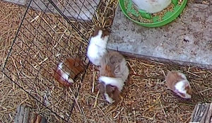 Meerschweinchen Babies