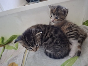Maine Coon Kitten Mix