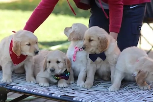 Golden-Retriever-Welpen