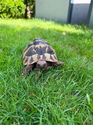 2 griechische Landschildkröten aus Zucht incl CITES Papieren