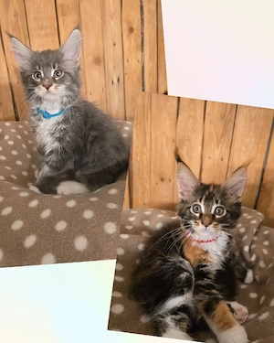 Maine Coon 