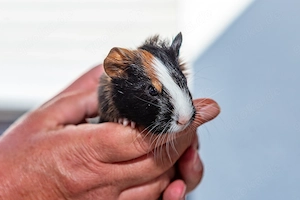 Meerschweinchen abzugeben