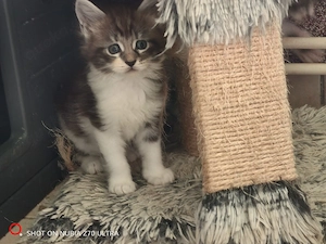 Maine Coon Kitten 