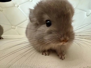 Süße Chinchilla Babys suchen ein neues Zuhause 
