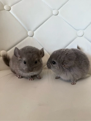 Süße Chinchilla Babys suchen ein neues Zuhause 