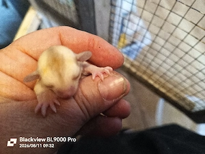 Cremino Nachwuchs Sugar Glider 