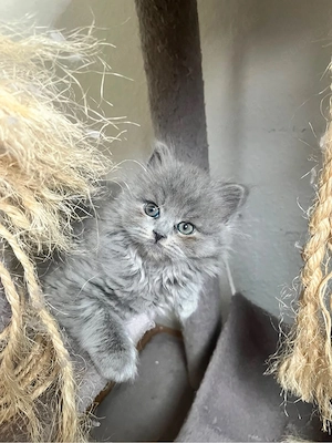 britisch Langhaar Katzen Bild 2