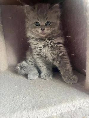 britisch Langhaar Katzen Bild 3