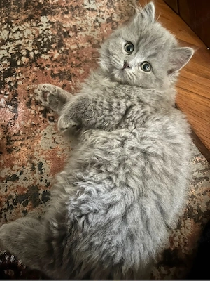 britisch Langhaar Katzen Bild 5