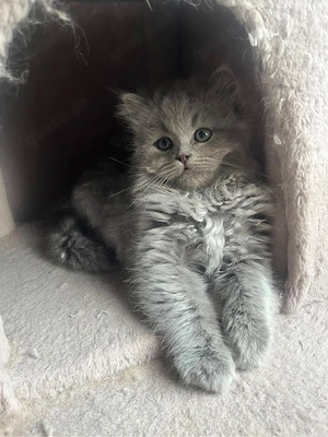 britisch Langhaar Katzen Bild 4