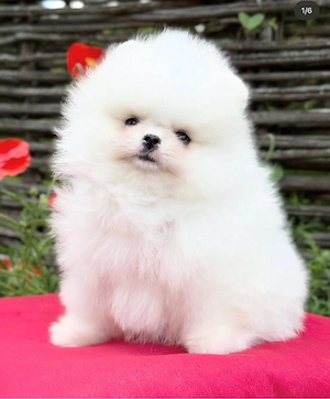 Pomeranian Zwergspitz Welpen