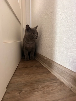 Britisch-Kurzhaar-Mix Kater sucht liebevolles