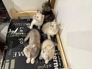 ab sofort abgabebereit sehr verschmuste bkh kitten 