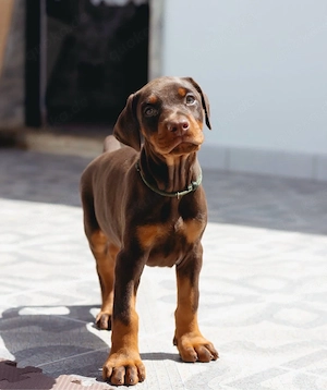 Dobermann Welpen