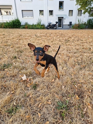 Zwergpinscher Welpen 