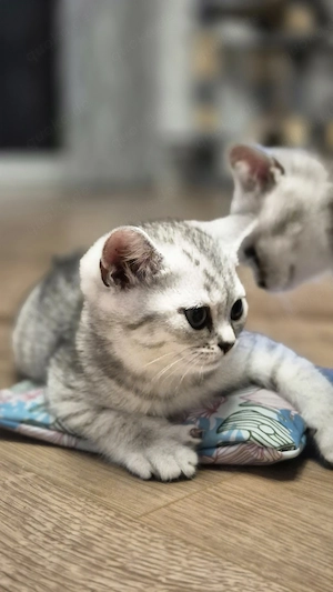 BKH Kitten