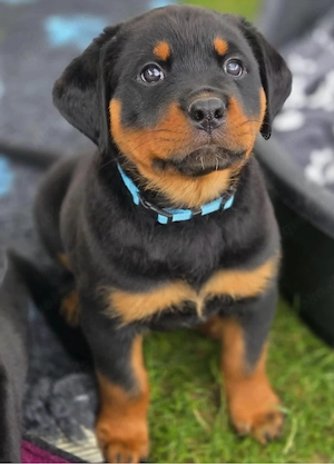 Rottweiler Welpen