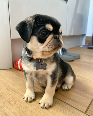 Entzückende, verspielte und fröhliche Mops-Welpen suchen ein liebevolles neues Zuhause! Sie sind süß