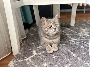    Süßes Katzenmädchen sucht ein liebevolles Zuhause   