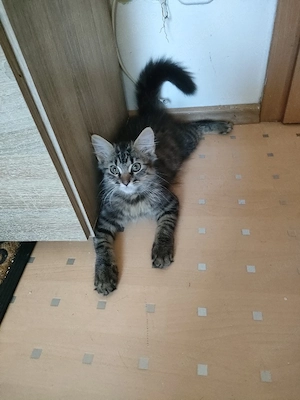 Babykatzen suchen neues Zuhause 